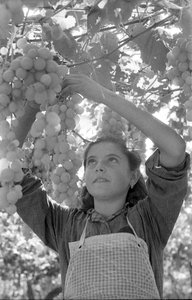 KESERŰ SZŐLŐ - A NAGYON FIATAL PERGOLONA alkotó: Ando Gilardi