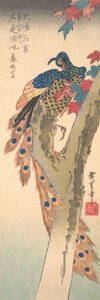 Egy juharfán ülő páva, kb. 1833., kb. 1833. alkotó: Ando Hiroshige