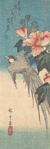 Hibiscus Mutabilis és hosszúfarkú madár, kb. 1842., kb. 1842. alkotó: Ando Hiroshige