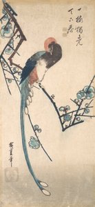 Hosszúfarkú madár. alkotó: Ando Hiroshige