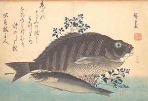 Shimadai és Ainame Fish, az Uozukushi Every Variety of Fish sorozatból, 1840-es, 1840-es évek. alkotó: Ando Hiroshige