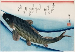 "ponty", a "Halak gyűjteménye" sorozatból alkotó: Ando or Utagawa Hiroshige