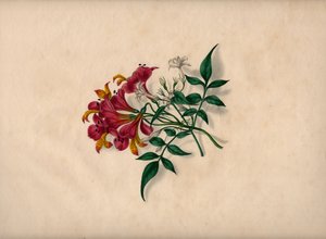 Liliom (színes metszet) alkotó: André Limot