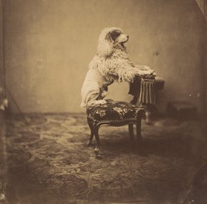 [Eugenie császárné uszkárja], 1850-es évek. alkotó: Andre Adolphe Eugene Disderi