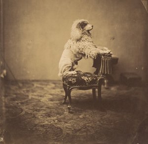 [Eugenie császárné uszkárja], 1850-es évek. alkotó: Andre Adolphe Eugene Disderi