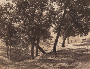 Fák,c. 1855 (fotó)