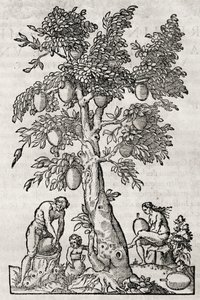 Kenyérgyümölcsfa, metszet Andre Thevet (1504-1592), Párizs, Franciaország alkotó: Andre Thevet