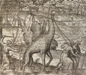 Zsiráf, metszet a Cosmographie Universelle-ből alkotó: Andre Thevet