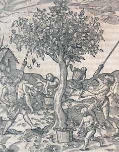 Paprika betakarítása Jáva szigetén, metszet az Univerzális Kozmológiából Andre Thevet (1504-1592), Párizs alkotó: Andre Thevet