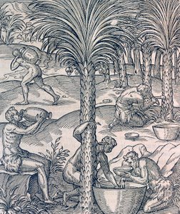 A zöld-foki-szigeteki lakosok pálmafákból italokat készítenek, metszet az Egyetemes Kozmológiából, Andre Thevet (1504-1592), Párizs alkotó: Andre Thevet