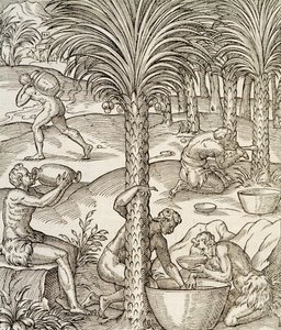 A Zöld-foki-szigetek lakói pálmafákból italokat készítenek, metszet az Egyetemes Kozmológiából, Andre Thevet (1504-1592), Párizs, Afrika, 1575 alkotó: Andre Thevet