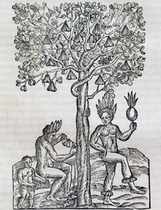 Nana gyümölcs, trópusi gyógynövény, metszet az Univerzális Kozmológiából, Andre Thevet (1504-1592), Párizs
