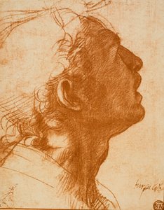 Férfi fej alkotó: Andrea del Sarto