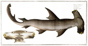 Hammerhead Shark (Balance Fish), kiadó: Black, 1790 körül (nyomtatott)