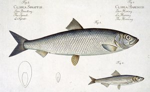 Hering (Clupea Harengus) (1. ábra) és spratt (Clupea Sprattus) XXIX. tábla az „Ichthyologie, ou histoire naturelle generale et particuliere des poissons”-ról, Marcus Elieser Bloch (1723-99), metszett