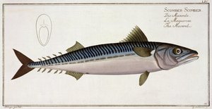 Makréla (Scomber Scomber) LIV lemez az „Ichthyologie, ou histoire naturelle generale etspecial des poisson”-ból, Marcus Elieser Bloch (1723-99), vésette Gabriel Bodenehr (1673-1766), publ. alkotó: Andreas-Ludwig Kruger