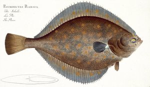 Sima lepényhal (Pleuronectes Platessa) XLII. lemeze az „Ichthyology, avagy a halak általános és sajátos természetrajzából” Marcus Elieser Bloch (1723–1799), publikálása 1785–1799 körül.