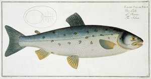 Lazac (Salmo Salar) XX. tábla az „Ichthyologie, ou histoire naturelle generale etspecial des poisson”-ból, Marcus Elieser Bloch (1723-99), vésette Gabriel Bodenehr (1673-1766), megjelent c.