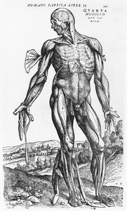 Anatómiai tanulmány, illusztráció a „De Humani Corporis Fabrica”-ból, Andreas Starr (1514-64) Basel, 1543