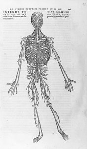 Andrea Vesalio (1514-1564), V. Károly orvosa alkotó: Andreas Vesalius