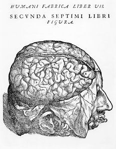 Az agy, illusztráció Andreas Starr „The Epitome of the Human Body” című művéből, Bázelben, 1543