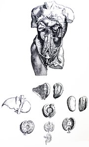 A lemezek a De Humani Corporis Fabrica ötödik könyvéből alkotó: Andreas Vesalius