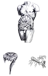 A lemezek a De Humani Corporis Fabrica ötödik könyvéből alkotó: Andreas Vesalius