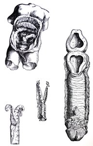 A lemezek a De Humani Corporis Fabrica ötödik könyvéből alkotó: Andreas Vesalius