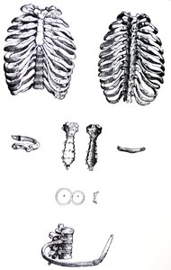 A tányérok a De Humani Corporis Fabrica első könyvéből alkotó: Andreas Vesalius