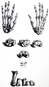 A De Humani Corporis Fabrica első könyvének táblái alkotó: Andreas Vesalius