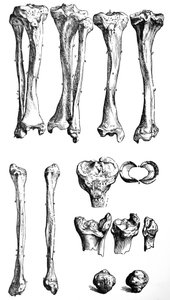 A tányérok a De Humani Corporis Fabrica első könyvéből alkotó: Andreas Vesalius