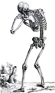 A tányérok a De Humani Corporis Fabrica első könyvéből alkotó: Andreas Vesalius