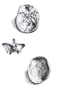 A tányérok a De Humani Corporis Fabrica első könyvéből alkotó: Andreas Vesalius