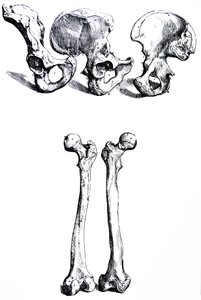 A tányérok a De Humani Corporis Fabrica első könyvéből alkotó: Andreas Vesalius