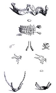 A tányérok a De Humani Corporis Fabrica első könyvéből alkotó: Andreas Vesalius