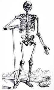 A tányérok a De Humani Corporis Fabrica első könyvéből alkotó: Andreas Vesalius