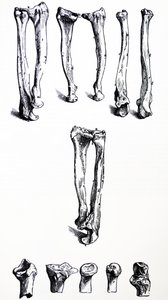 A tányérok a De Humani Corporis Fabrica első könyvéből alkotó: Andreas Vesalius
