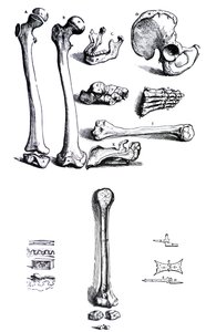 A tányérok Andreas Vesalius (1514-1564) De Humani Corporis Fabrica első könyvéből alkotó: Andreas Vesalius