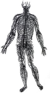 A tányérok a De Humani Corporis Fabrica negyedik könyvéből alkotó: Andreas Vesalius