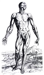 A De Humani Corporis Fabrica második könyvének táblái alkotó: Andreas Vesalius