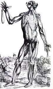 A tányérok a De Humani Corporis Fabrica második könyvéből alkotó: Andreas Vesalius