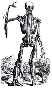 A tányérok a De Humani Corporis Fabrica második könyvéből alkotó: Andreas Vesalius