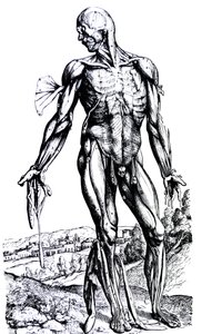 A tányérok a De Humani Corporis Fabrica második könyvéből alkotó: Andreas Vesalius