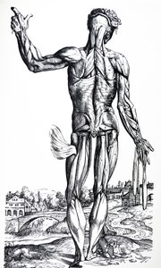 A tányérok a De Humani Corporis Fabrica második könyvéből alkotó: Andreas Vesalius