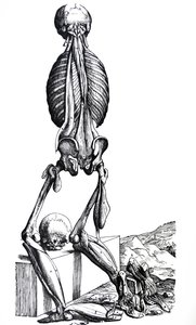 A De Humani Corporis Fabrica második könyvének táblái alkotó: Andreas Vesalius