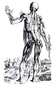 A tányérok a De Humani Corporis Fabrica második könyvéből alkotó: Andreas Vesalius