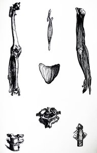 A tányérok a De Humani Corporis Fabrica második könyvéből alkotó: Andreas Vesalius