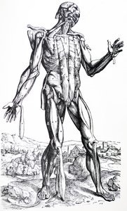A tányérok a De Humani Corporis Fabrica második könyvéből alkotó: Andreas Vesalius