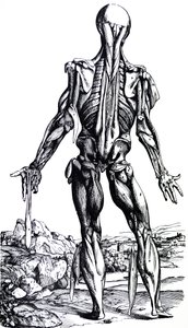 A tányérok a De Humani Corporis Fabrica második könyvéből alkotó: Andreas Vesalius