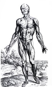 A tányérok a De Humani Corporis Fabrica második könyvéből alkotó: Andreas Vesalius